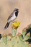 Black-throated Sparrowborder=